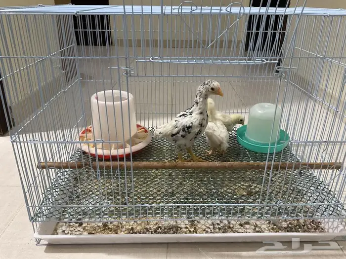 صوص كوشامو الماني 3