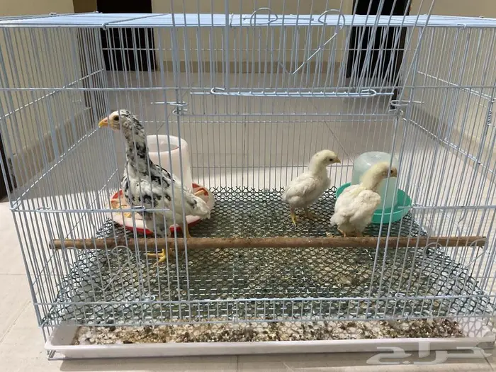 صوص كوشامو الماني 1