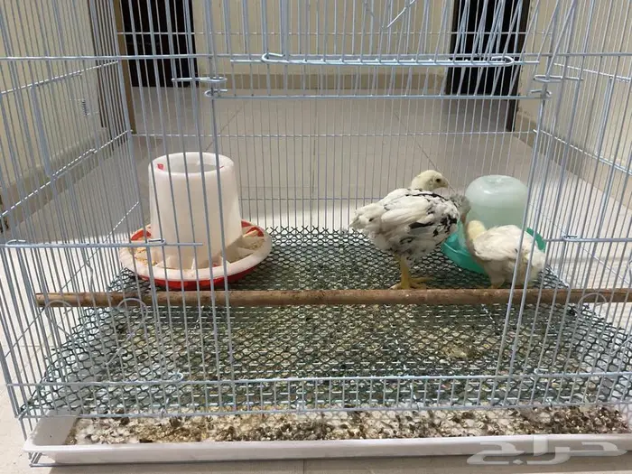 صوص كوشامو الماني 5