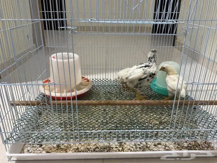 صوص كوشامو الماني 4