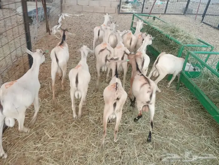 جملة وتوزيع.. لحم طازج بأفضل الأسعار 3