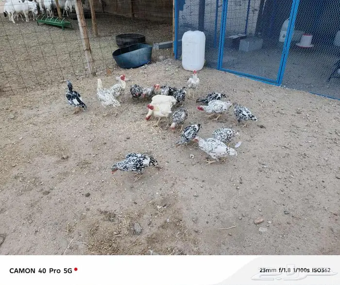 صوص كوشامو الماني 6