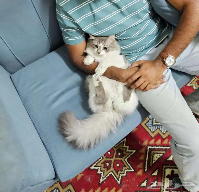 Two Male Luxury Breed Cats (Himalayan   British Longhair) 1