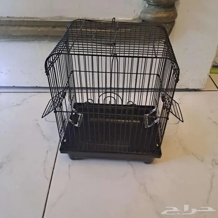 صوص براهما (مهجن) عرض خاص اشتري صوصين والثالث مجانا 1