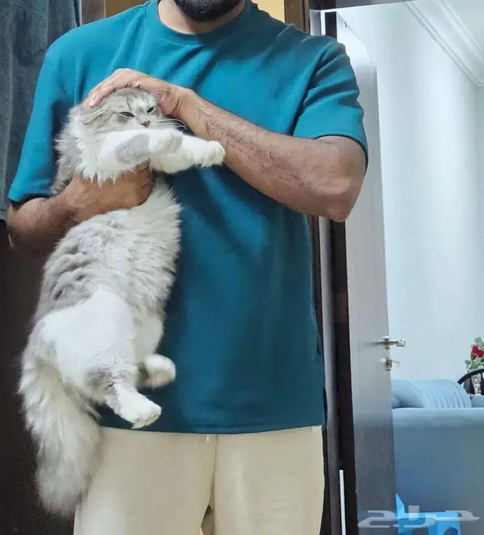 Two Male Luxury Breed Cats (Himalayan   British Longhair) 2