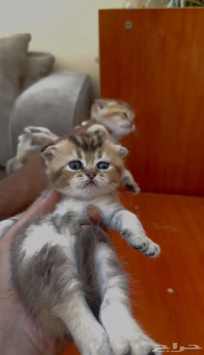 للبيع انثى سكوتش بيور مستوى فاخر تم البيع 0