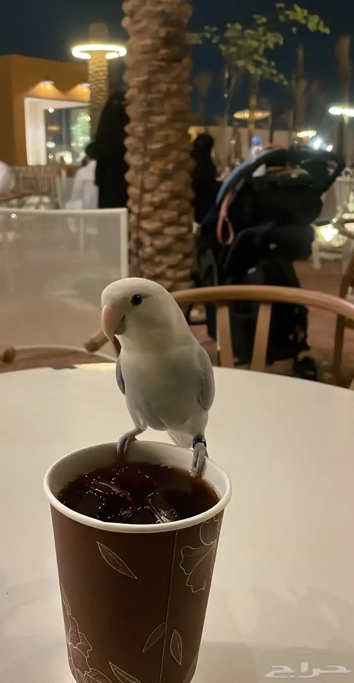 طير 0