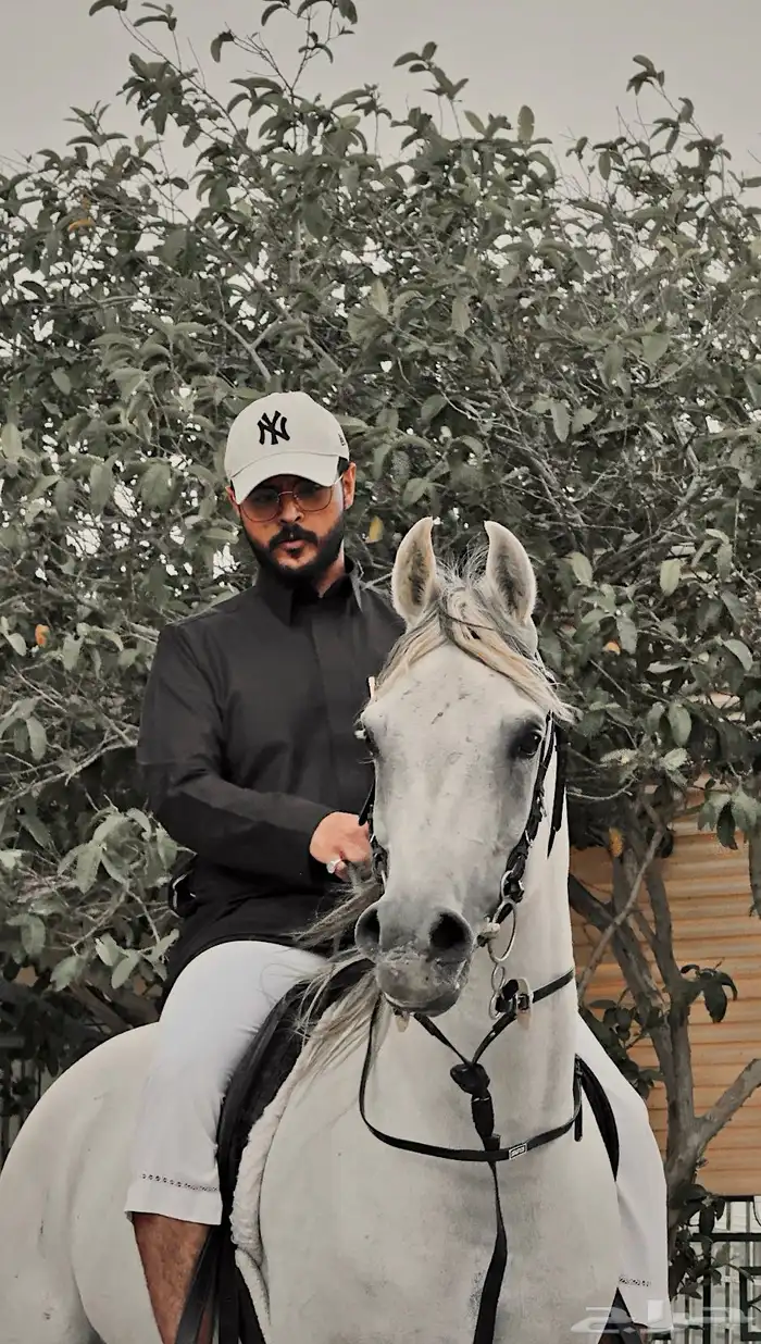 خيل للبيع 5