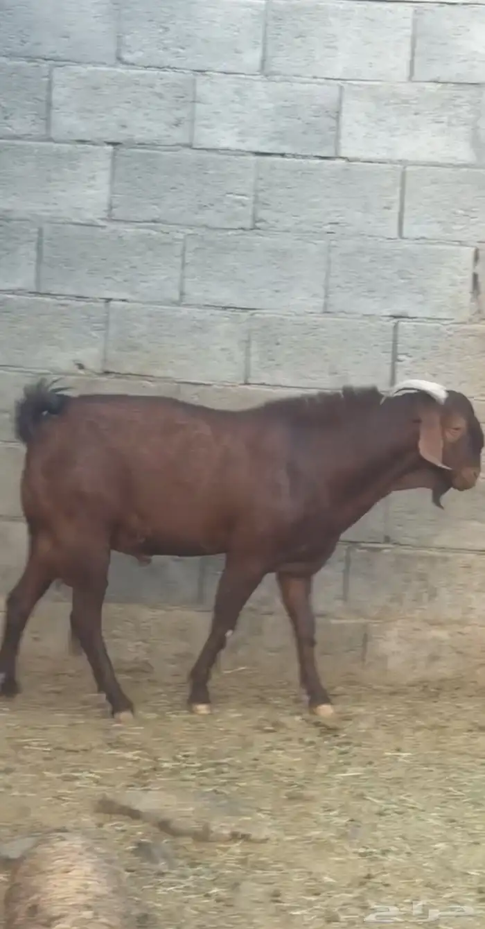 تيس مطور عرض نادر( تم البيع ) 2