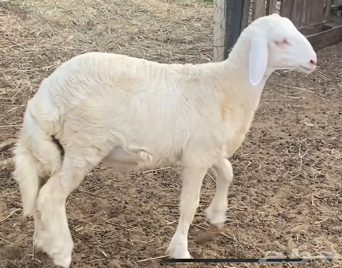 خروف حري للبيع 3