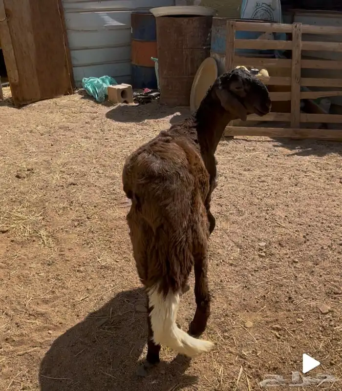 خروف ساكني طيب 0