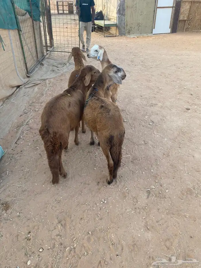 للبيع سواكن حمري طيبه ( تم البيع ) 0