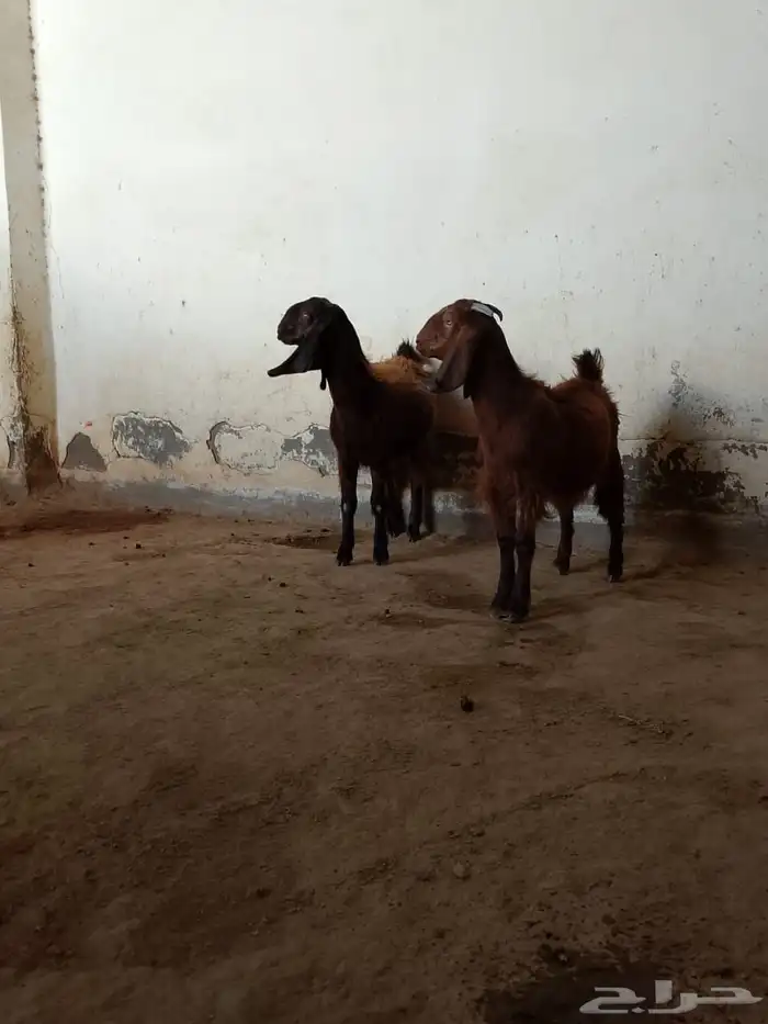 جفار قبرصيات وعارضيات 4