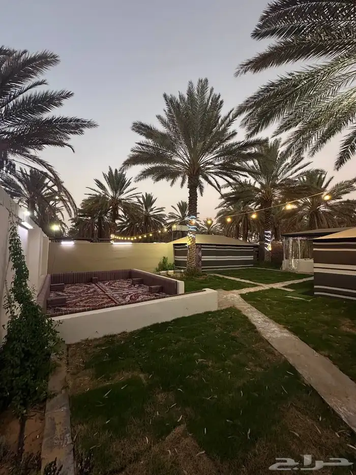 مخيم ريفي بين النخيل  قريب للبلد 1