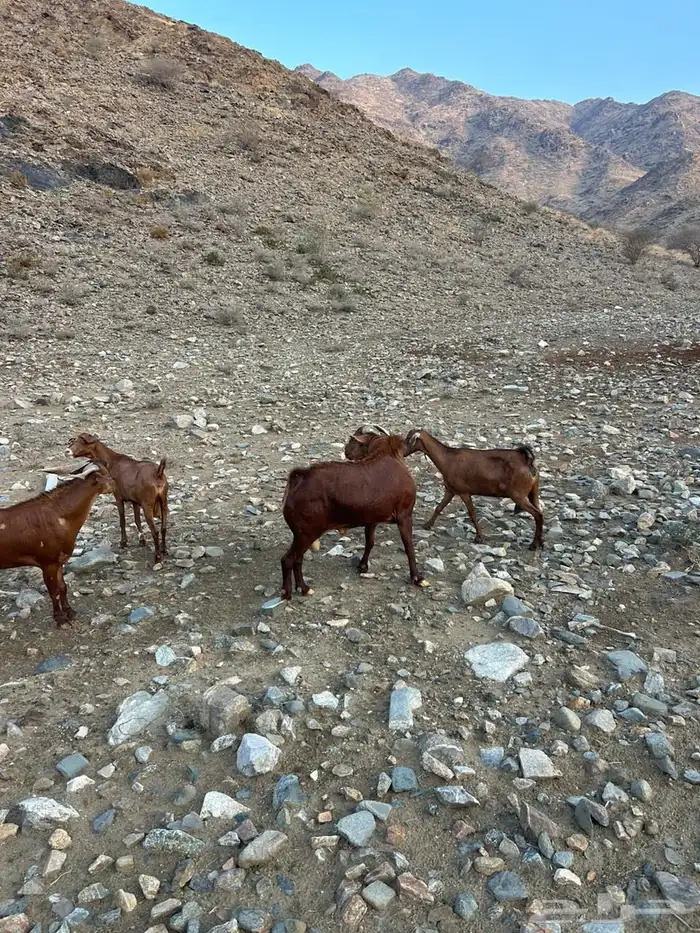 تيس للبيع 3