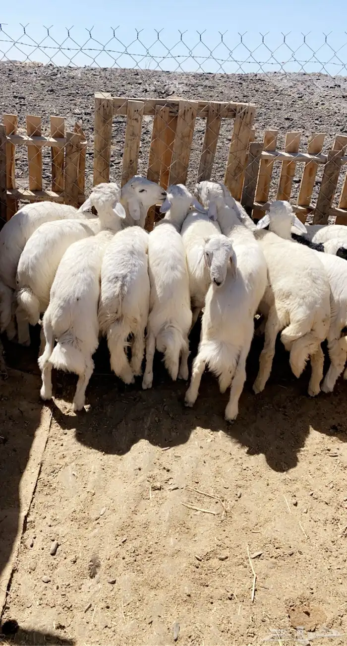 ذبايح خرفان من غنم شهران حريه مع سلخ والتوصيل 7
