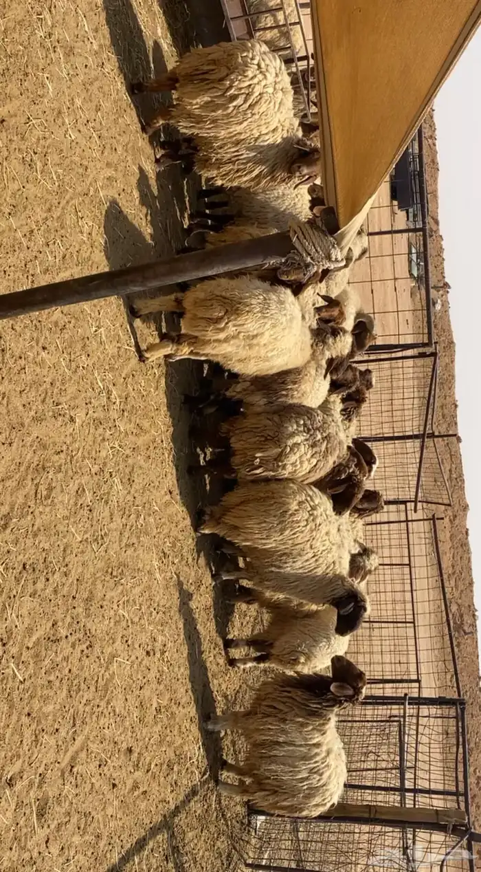 نعيم مراح تم البيع 6