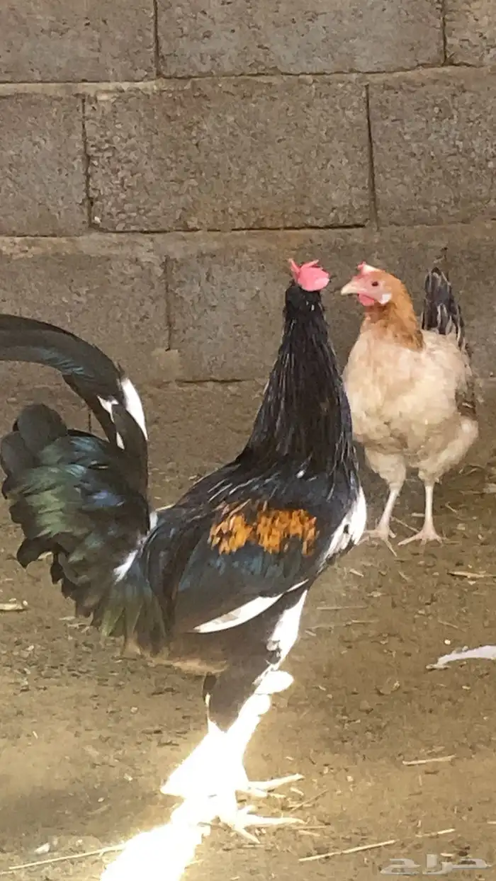 ديك ودجاجه كفو فوق الكفو بلدي 1