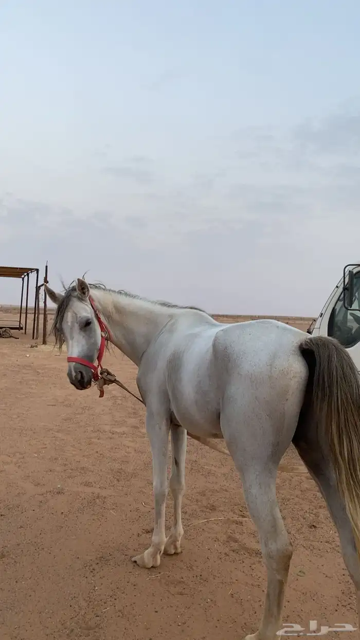 حصان اصفر شعبي للبيع 3