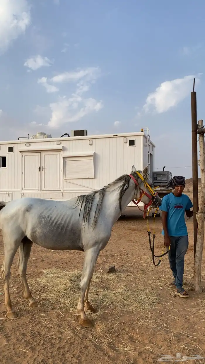 حصان اصفر شعبي للبيع 2
