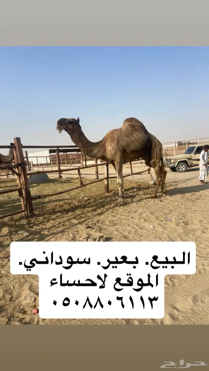 بعير 0