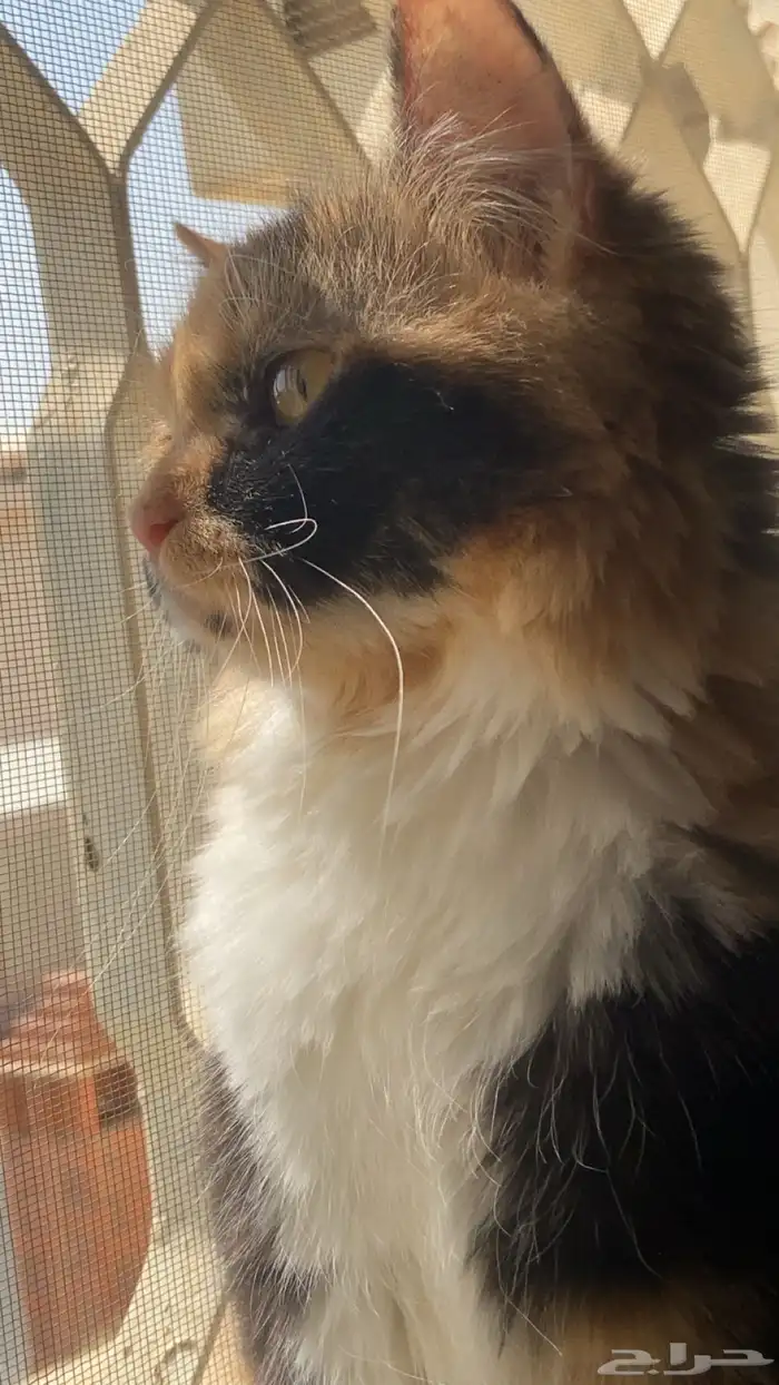 قطه انثى للبيع 0