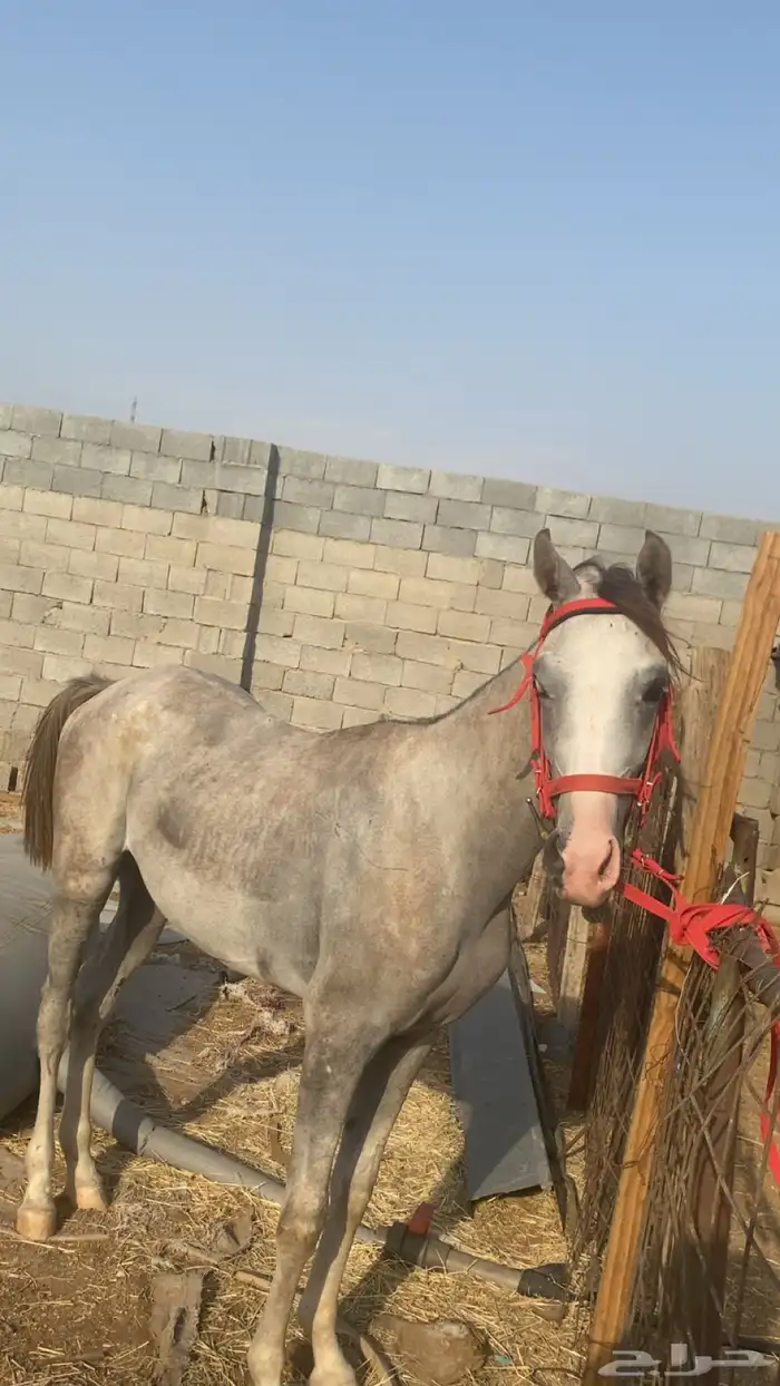 خيل عربي للبيع الموقع مكه جعرانه الميقات العمر سنه و 8 اشهر 3