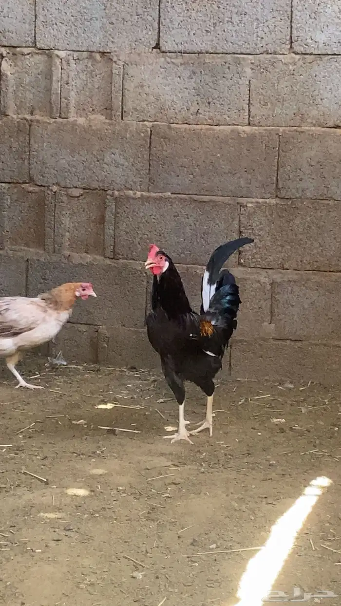 ديك ودجاجه كفو فوق الكفو بلدي 0