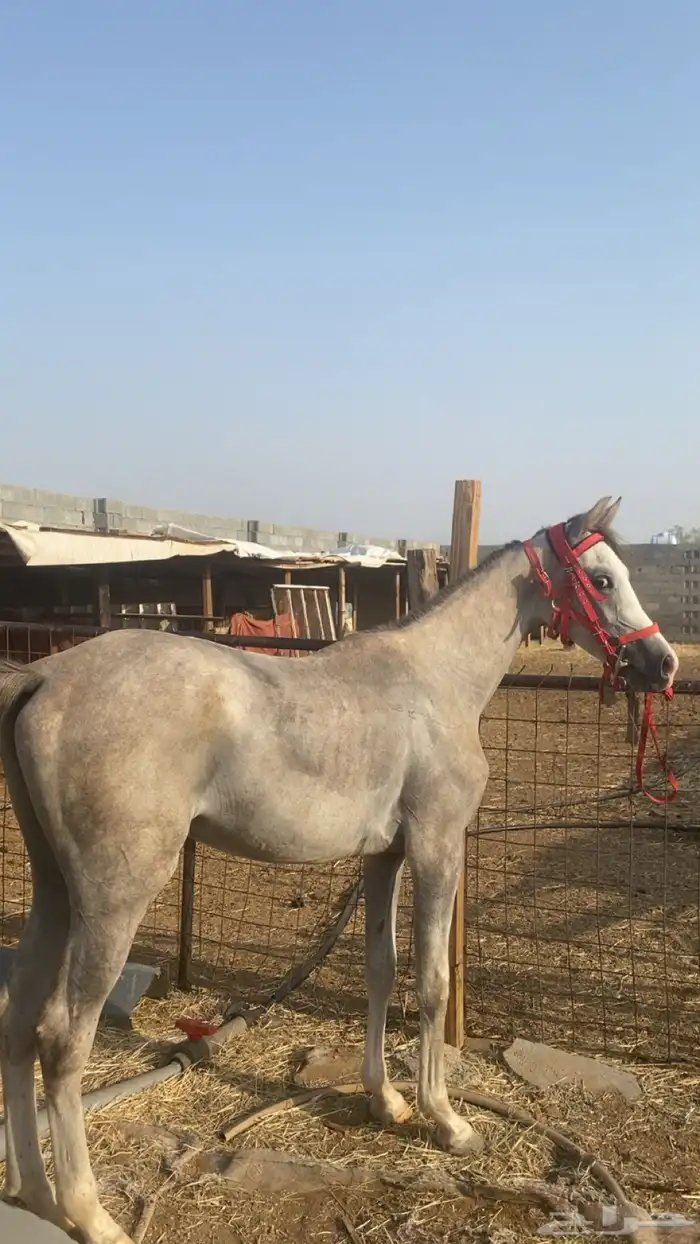 خيل عربي للبيع الموقع مكه جعرانه الميقات العمر سنه و 8 اشهر 2