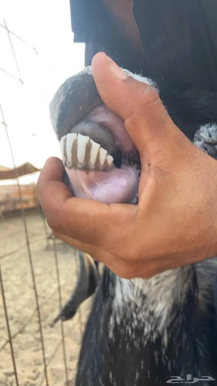 عنز حايل قافله 4