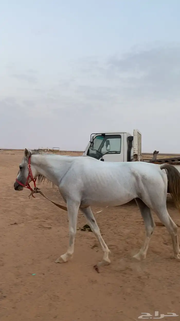 حصان اصفر شعبي للبيع 1