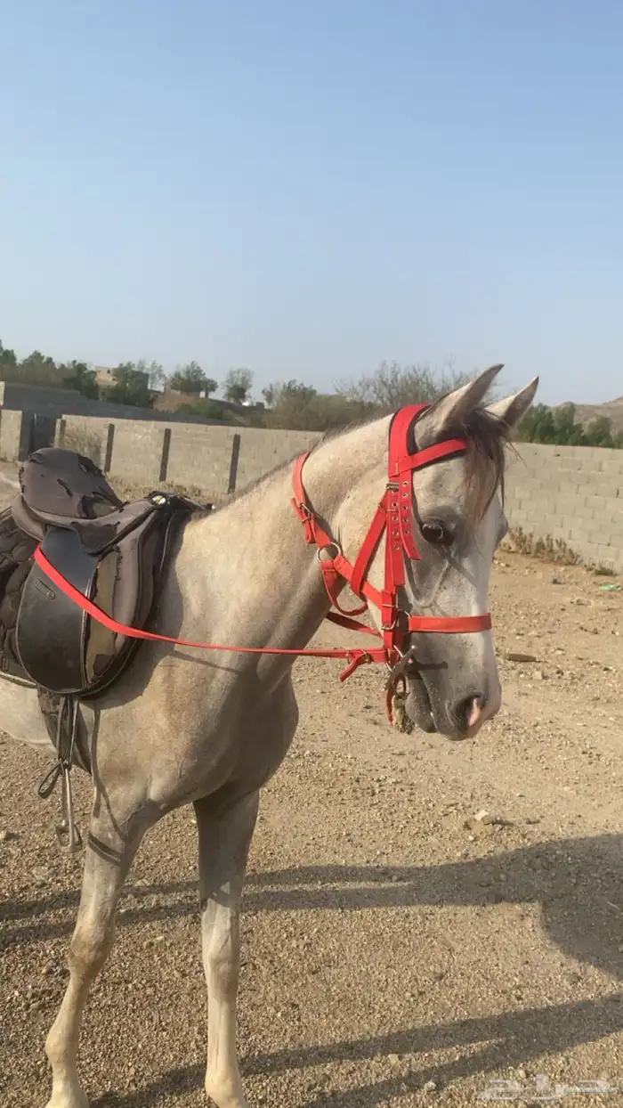 خيل عربي للبيع الموقع مكه جعرانه الميقات العمر سنه و 8 اشهر 1