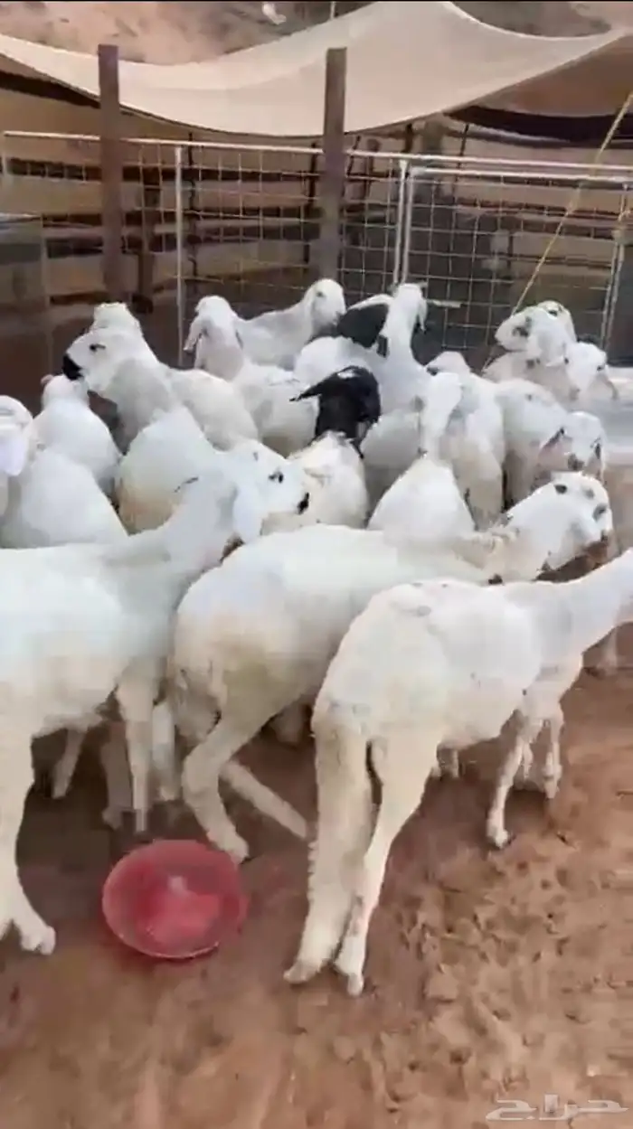 للبيع سواكن 0