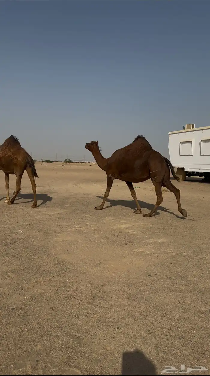 ناقتين سواحل حمر ملاقي 2