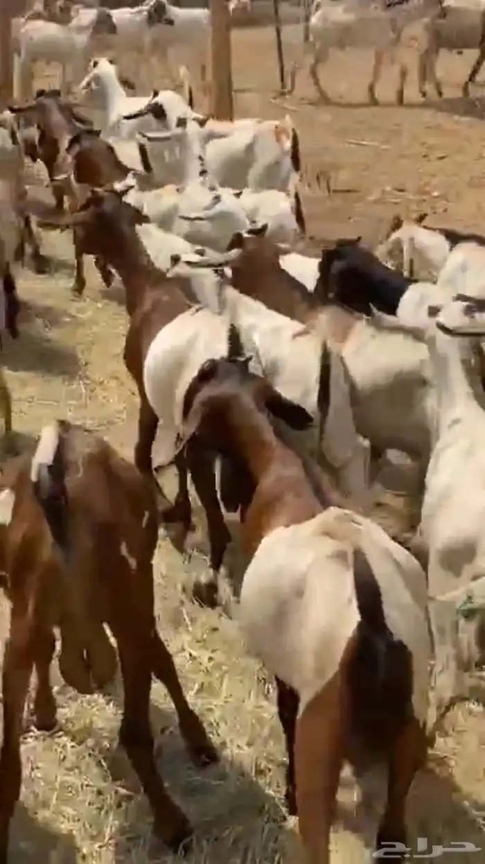 تيوس مستورده للبيع بالجمله 0