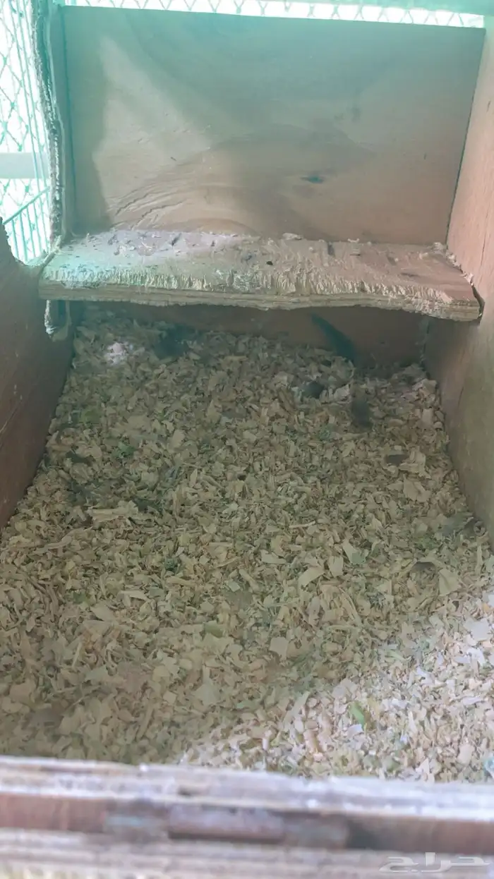 جوز كروان 2