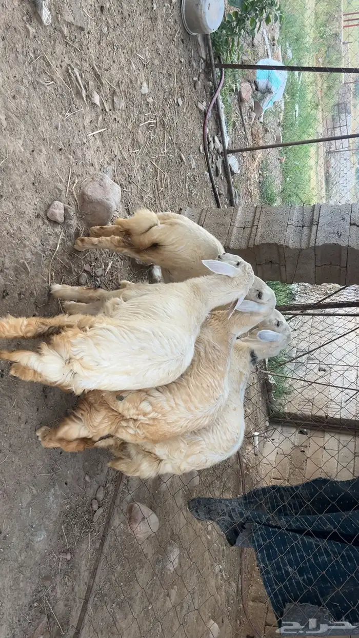 اناث صنف 2