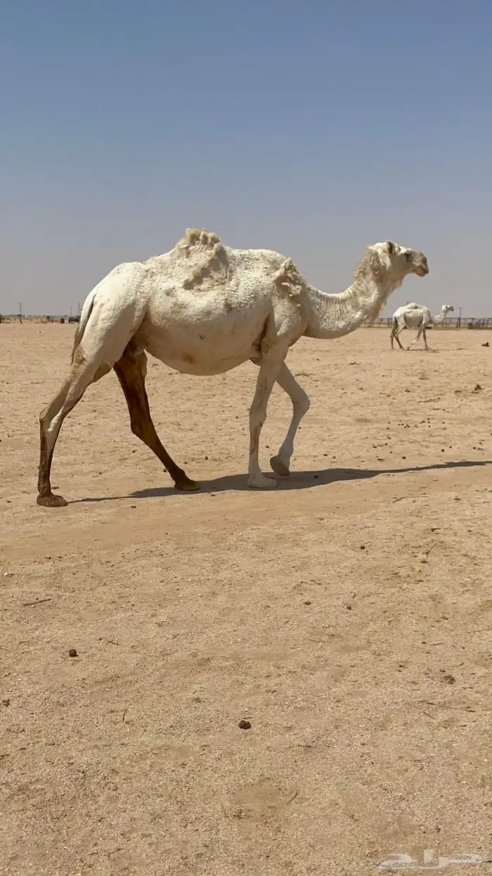 لقحات للبيع 4