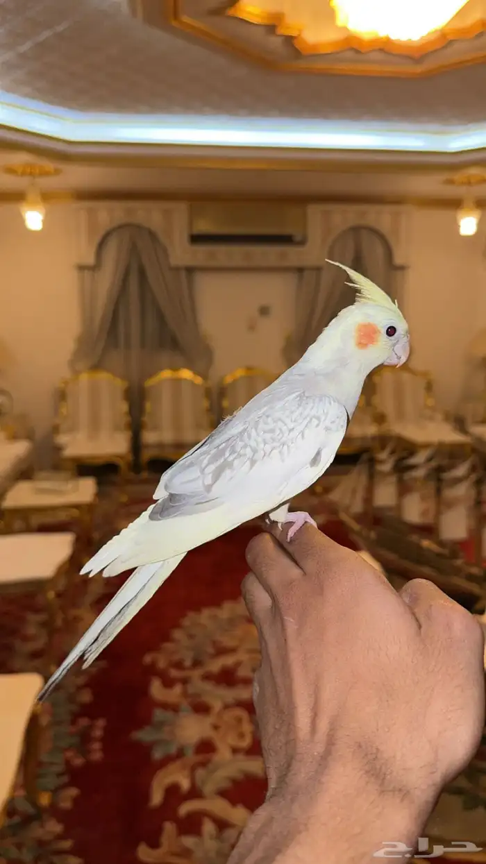 كروان اليف وهدد (( نشبه ))تم البيع 0