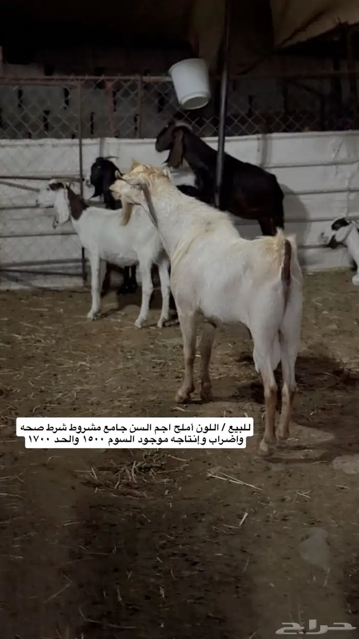 تيس فحل جامع اجم املح للبيع 7