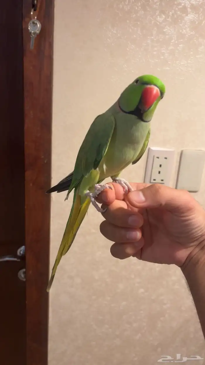 تم البيع تم البيع فحل دره 1