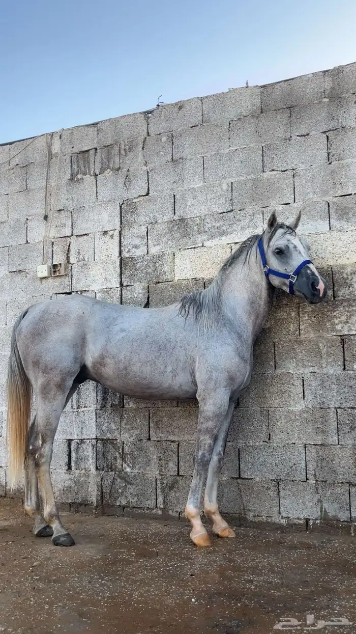 حصان شبعي للبيع هادي العمر 4الطول 6بلكات الون اصفر سليم 2