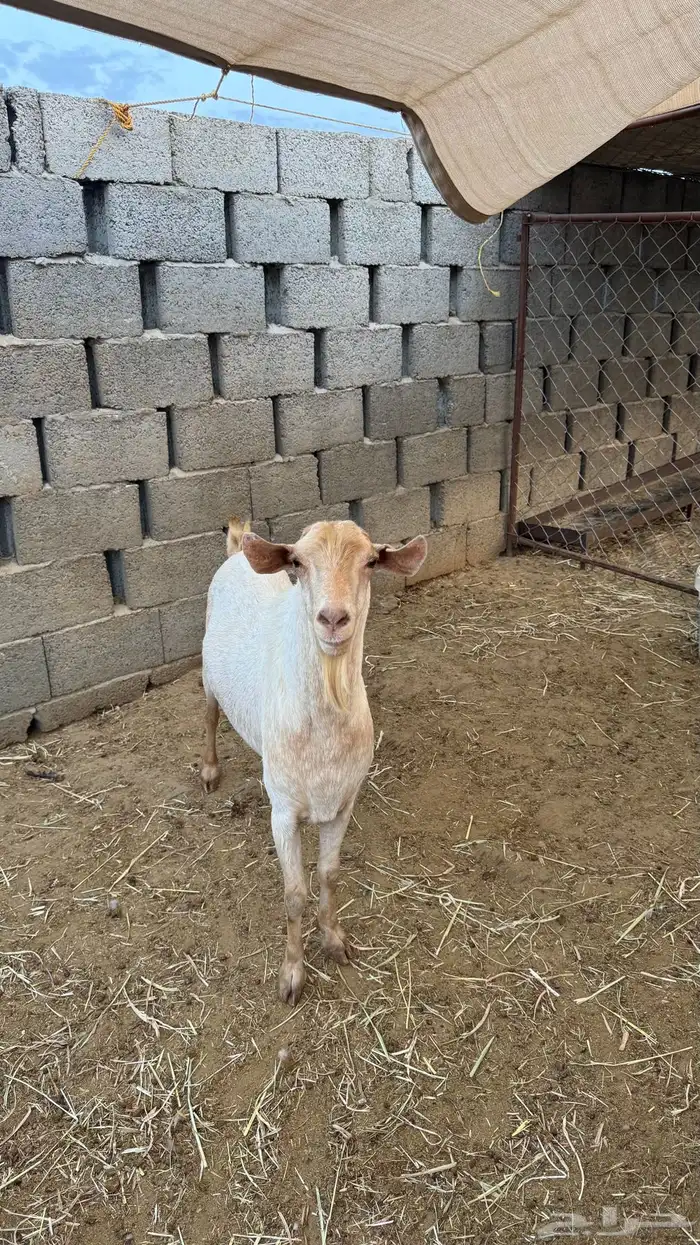 تيس فحل جامع اجم املح للبيع 5