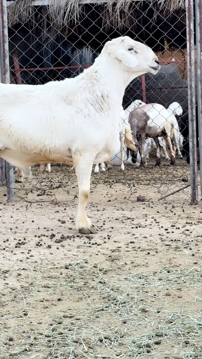 فحل جامع شبب 0