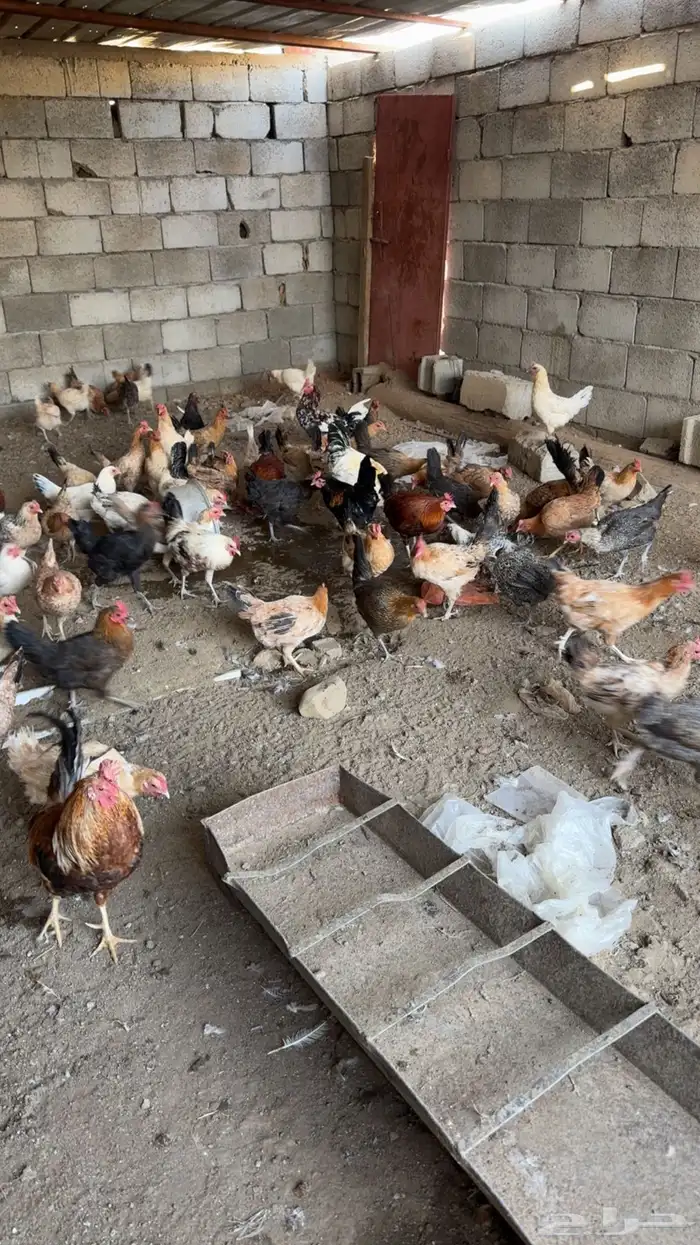 دجاج بلدي للبيع 1