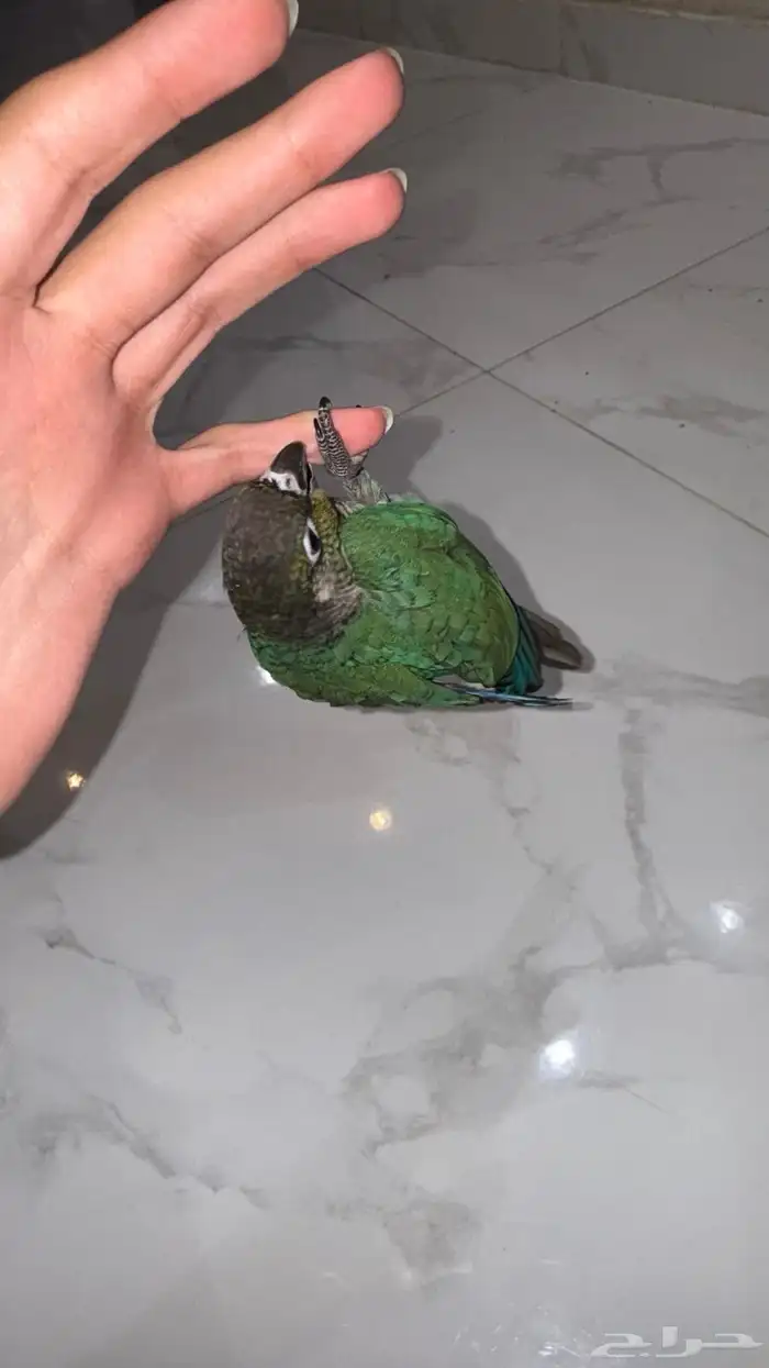 فرخ كنيور بلوشيك 3