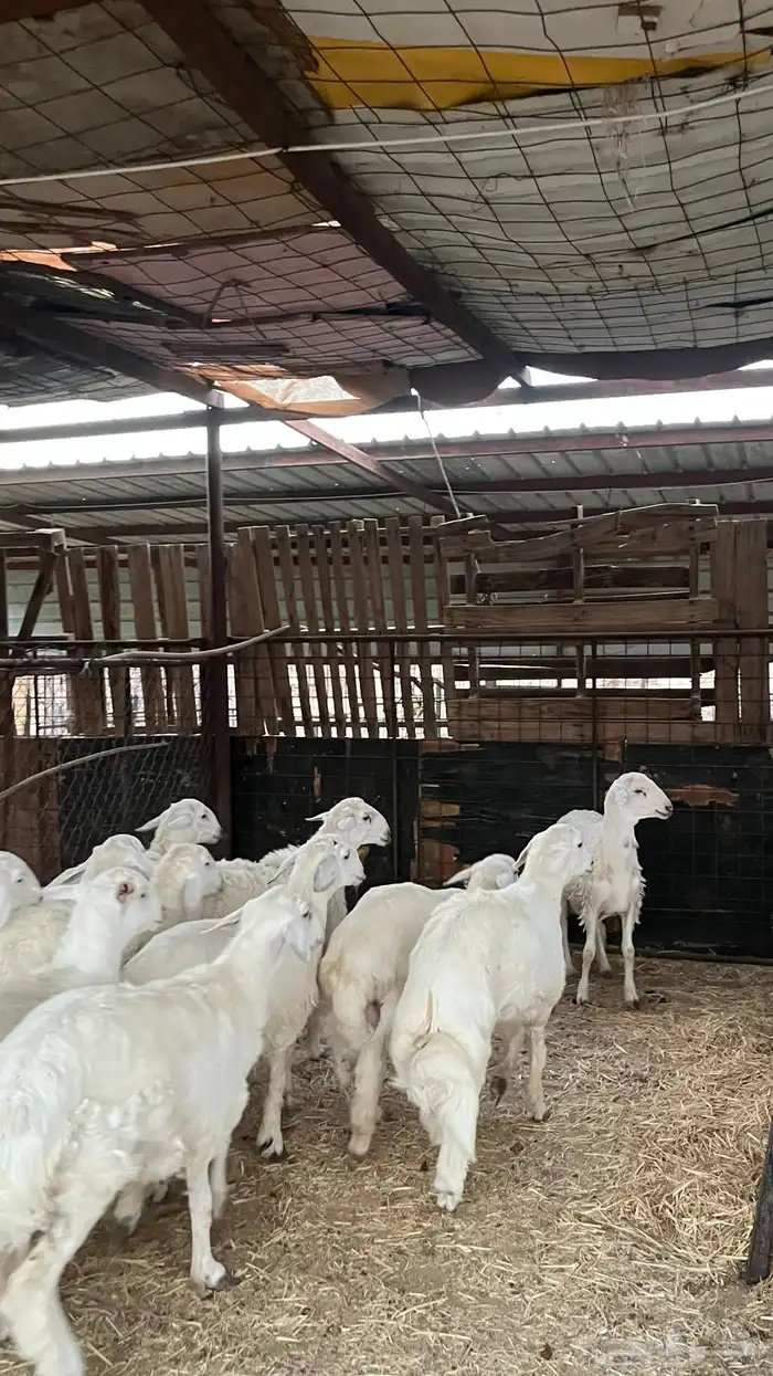 طليان حريات ذبايح نظاف شرط 7