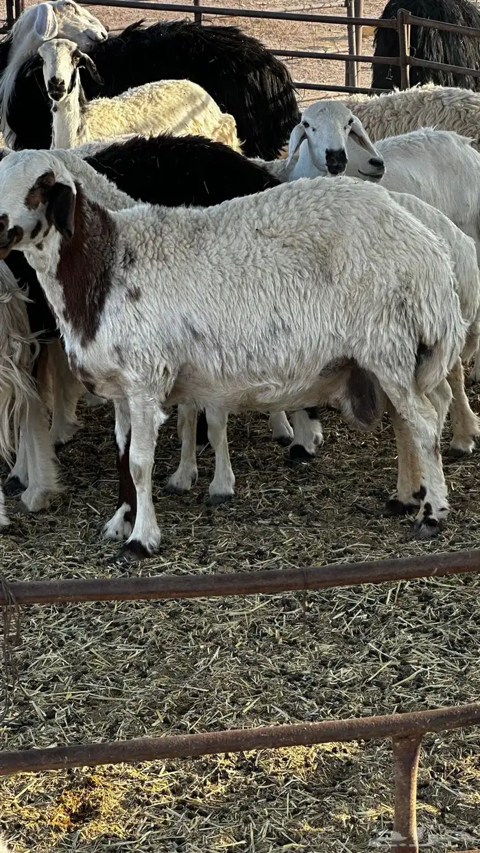 شياه 2 و خروف للبيع في ملهم 2
