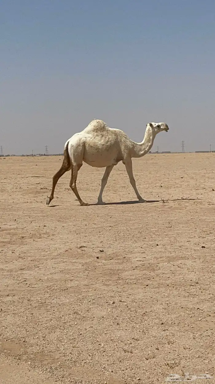 لقحات للبيع 0