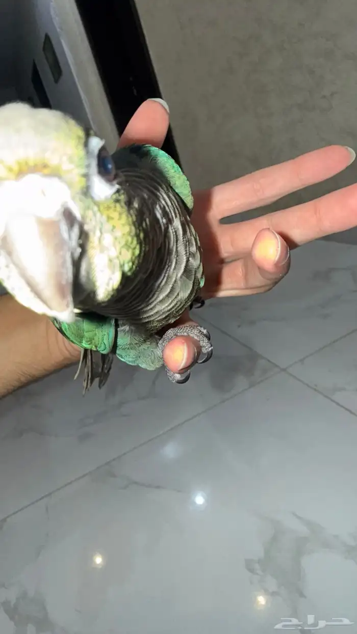 فرخ كنيور بلوشيك 1